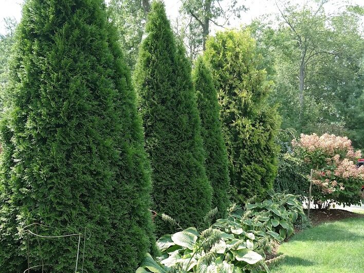 Plantings16